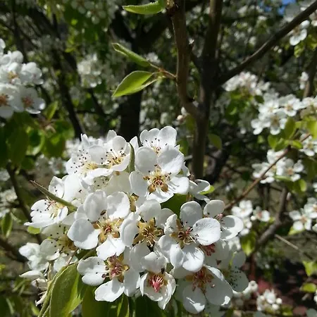Lavanda Villa Cefalu