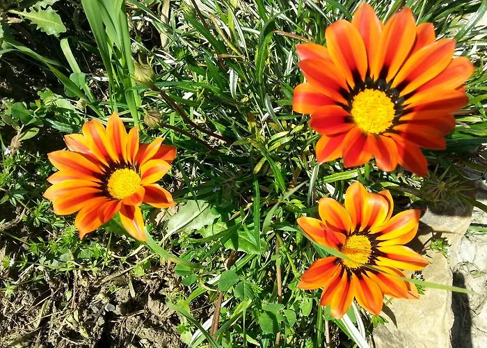 Lavanda تْشيفالو