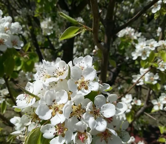Lavanda فيلة تْشيفالو